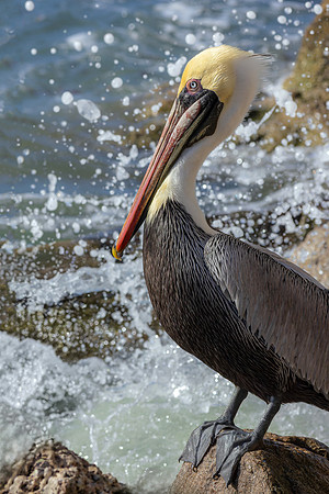 Pelican- Watching the Waves by Wendy Woodell