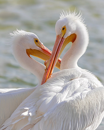 Pelican- Lovebirds by Wendy Woodell