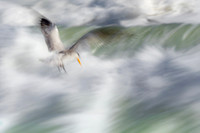 North American Wildlife