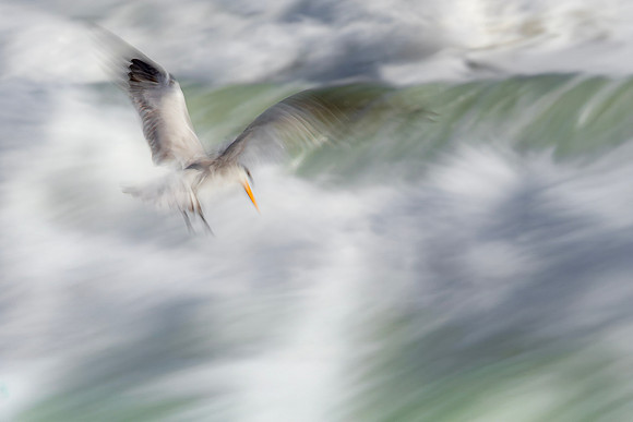 Tern- Whitewater Descent by Glenn Woodell