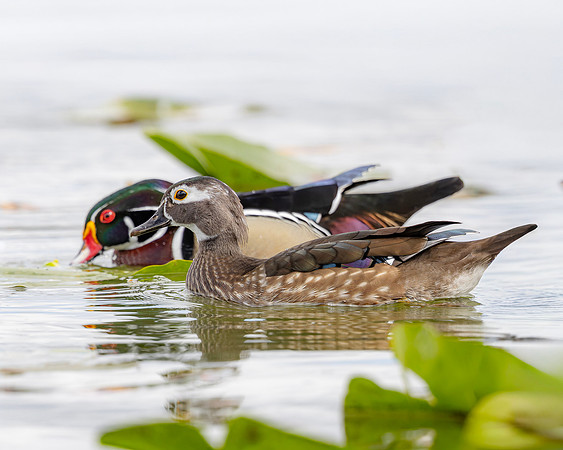Wood Duck- R62_1482-CR3 by Glenn Woodell