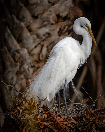 Egret- R62_3224-CR3 by Glenn Woodell