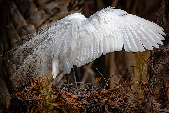 Egret- R62_3211-CR3 by Glenn Woodell