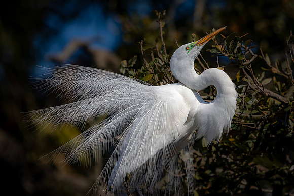 Egret- R62_9113-CR3 by Glenn Woodell