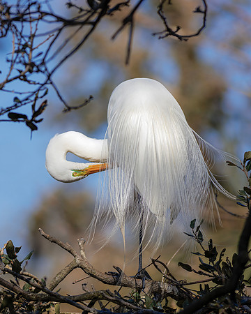 Egret- Beauty and Grace Super Res by Wendy Woodell