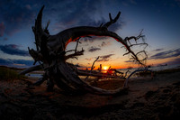 4 Hatteras Inlet Driftwood Image by Glenn Woodell