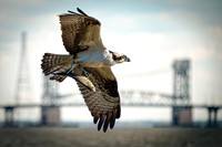 16 Osprey- Flight Over the James Image by Glenn Woodell