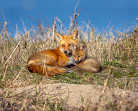 7 Fox- A Mother's Love Image by Glenn Woodell