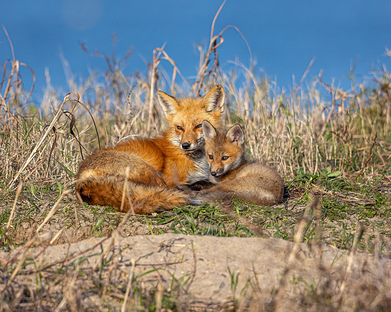 7 Fox- A Mother's Love Image by Glenn Woodell