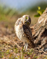 6 Burrowing Owl- Hooo Are You?  -Image by Wendy Podmenik Woodell