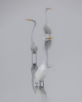 4 Egret- The Three Wise Men Image by Glenn Woodell