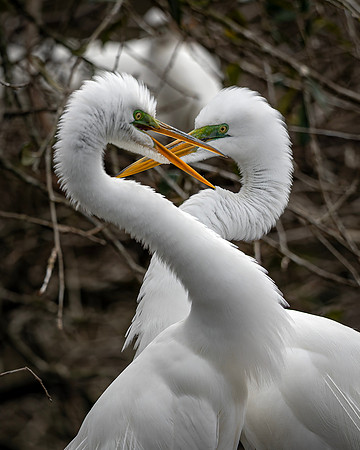 Egret- R62_4887-CR3 Image by Glenn Woodell