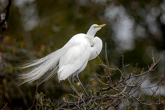 Egret- R62_4083-CR3 Image by Glenn Woodell