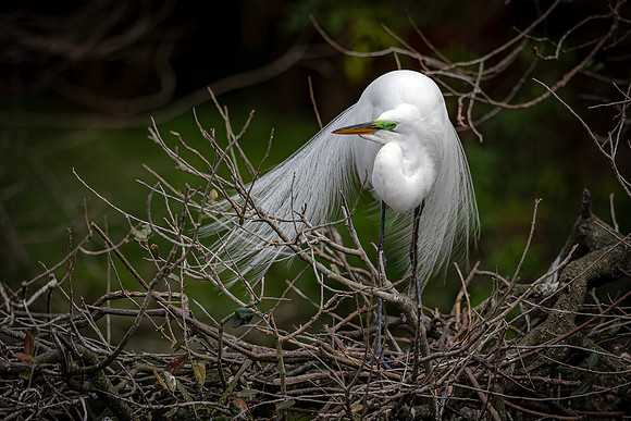 Egret- R62_4438-CR3 Image by Glenn Woodell