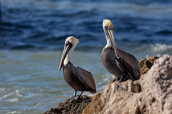 Pelican- R62_1987-CR3 Image by Glenn Woodell