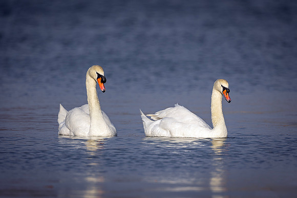 Swan- R62_1047-CR3 Image by Glenn Woodell
