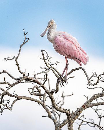 Roseate Spoonbill-R62_9865-CR3 Image by Glenn Woodell
