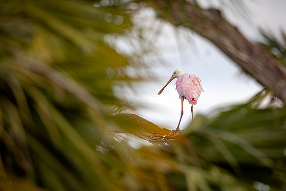 Roseate Spoonbill-R62_0192-CR3 Image by Glenn Woodell