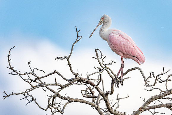 Roseate Spoonbill- R62_9859-CR3 Image by Glenn Woodell