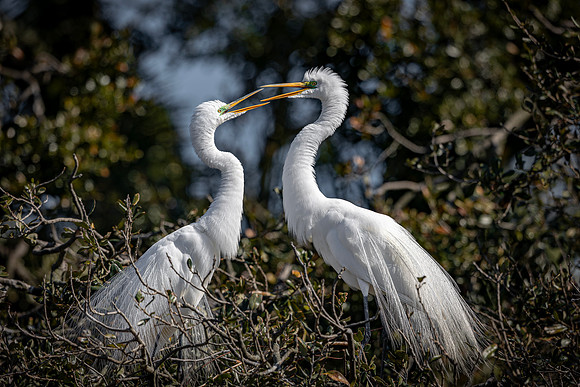 Egret- R62_8807-CR3 Image by Glenn Woodell