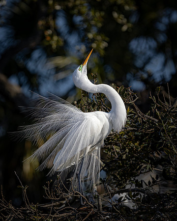 Egret- R61_8784-CR3 Image by Glenn Woodell