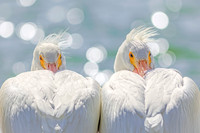 14 Pelican- I Picked a Pair of Pelicans  -Image by Wendy Podmenik Woodell