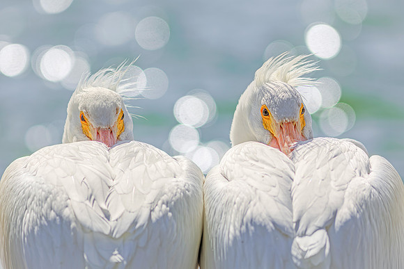 14 Pelican- I Picked a Pair of Pelicans  -Image by Wendy Podmenik Woodell
