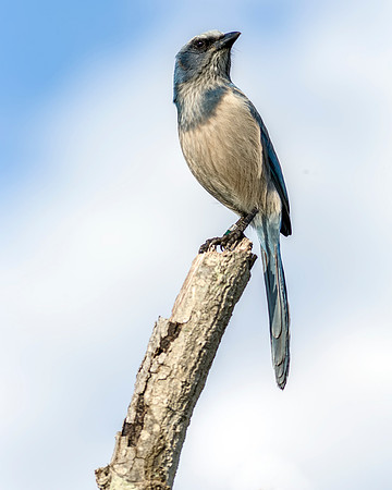 Scrub Jay- Image by Glenn Woodell