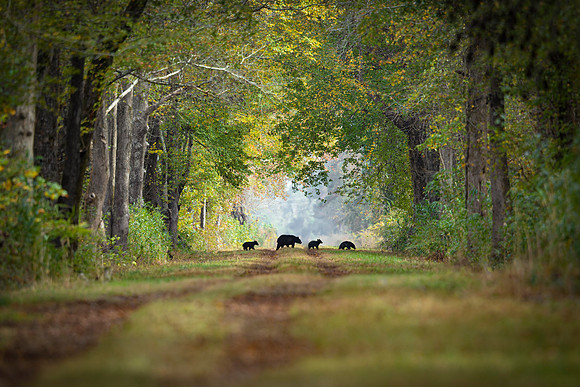 8 Black Bear- Woodland Serenity Image by Glenn Woodell