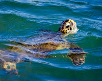 15 Sea Turtle- Surprise Visitor - Image by Wendy Podmenik Woodell