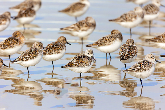 Waiting on the Tide- Image by Wendy Podmenik Woodell