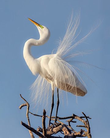 Egret- Image by Wendy Podmenik Woodell