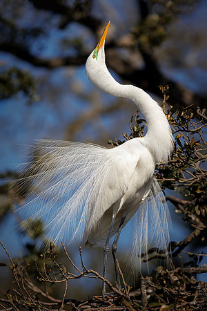 Egret- The Dance for Her- Image by Wendy Podmenik Woodell