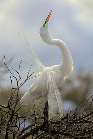 Egret- Sun Glow- Image by Wendy Podmenik Woodell