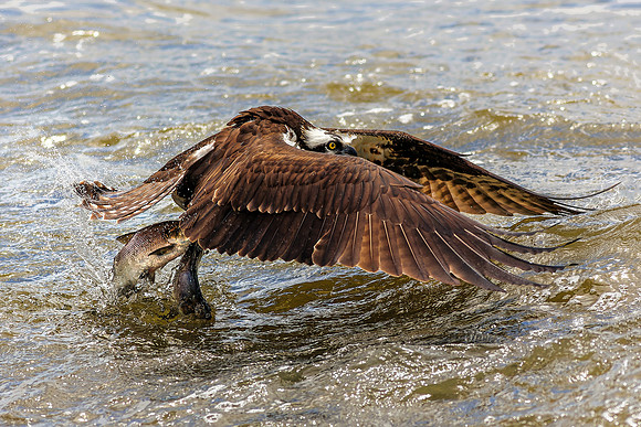 Osprey- Two Fish, One Catch- Image by Wendy Podmenik Woodell