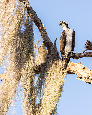 Osprey  -Image by Wendy Podmenik Woodell