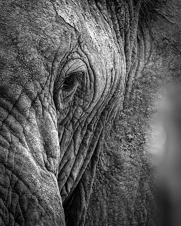 Samburu Elephant 6 - Image by Wendy Podmenik Woodell