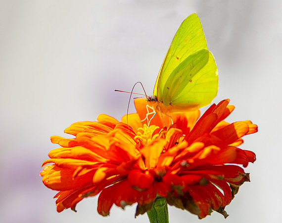 R61_3429 Image by Glenn Woodell
