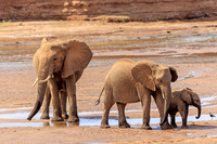 Samburu Elephant 11 - Image by Wendy Podmenik Woodell
