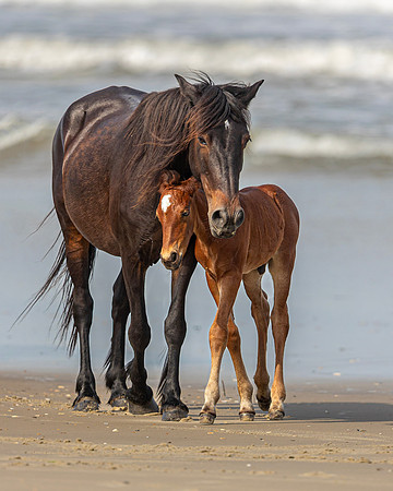 Carova Wild Horses by Glenn Woodell