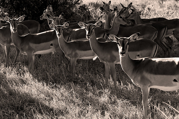 Ol Pejeta - Image by Wendy Podmenik Woodell