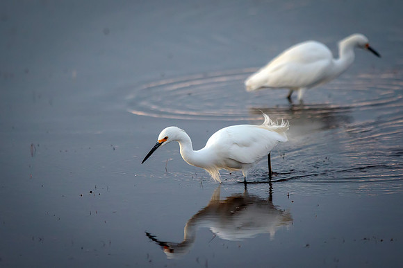 Snowy Egret- Image by Glenn Woodell