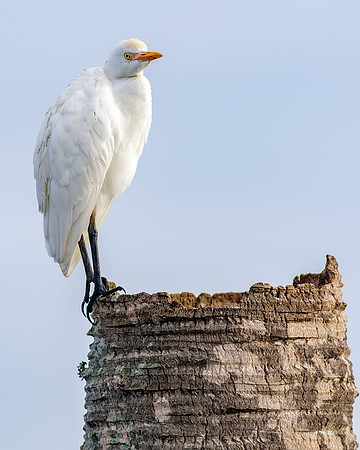Cattle Egret- Image by Glenn Woodell