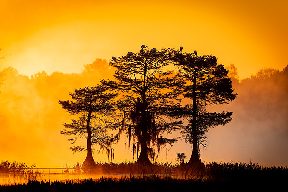 Golden Florida Image by Glenn Woodell