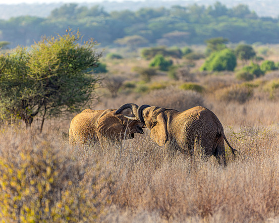 Young male elephants sparring in Samburu R61_8765-CR3 Image by Glenn Woodell