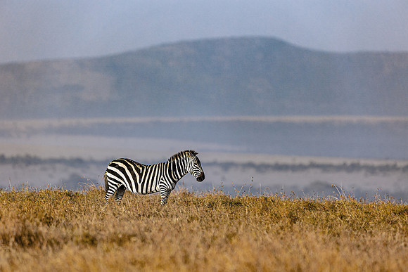 Zebra in Ol Pejeta R61_0194-CR3 Image by Glenn Woodell