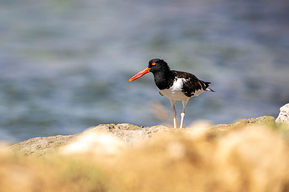 Oystercatcher- R62_8707 Image by Glenn Woodell