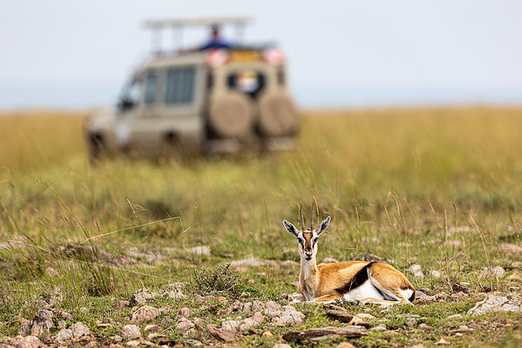 Young Thompson's gazelle in Maasai Mara R61_3465-CR3 Image by Glenn Woodell