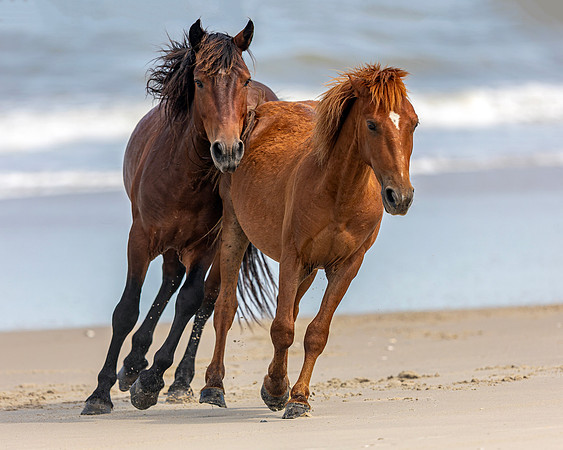 Carova Wild Horses by Glenn Woodell