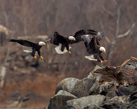10 Eagle- Eagle in Action Image by Glenn Woodell
